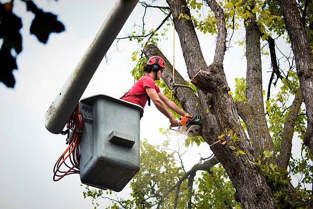 Best Tree Risk Assessment  in Clermont, IN